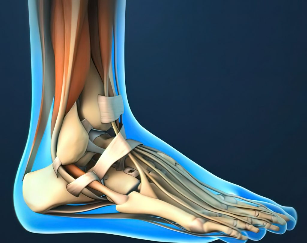 Anatomy of Ankle Joint