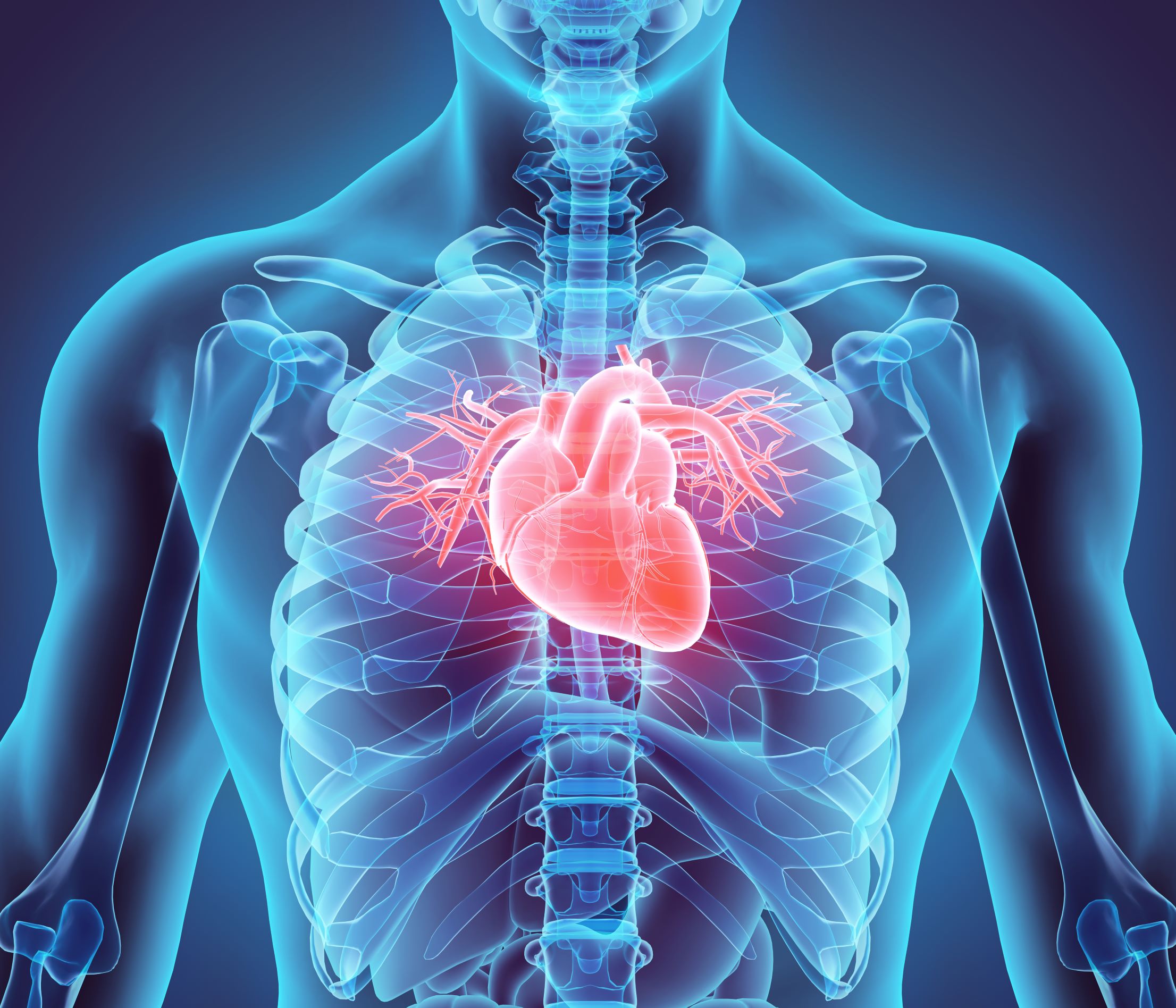 The Heart Body Imagine