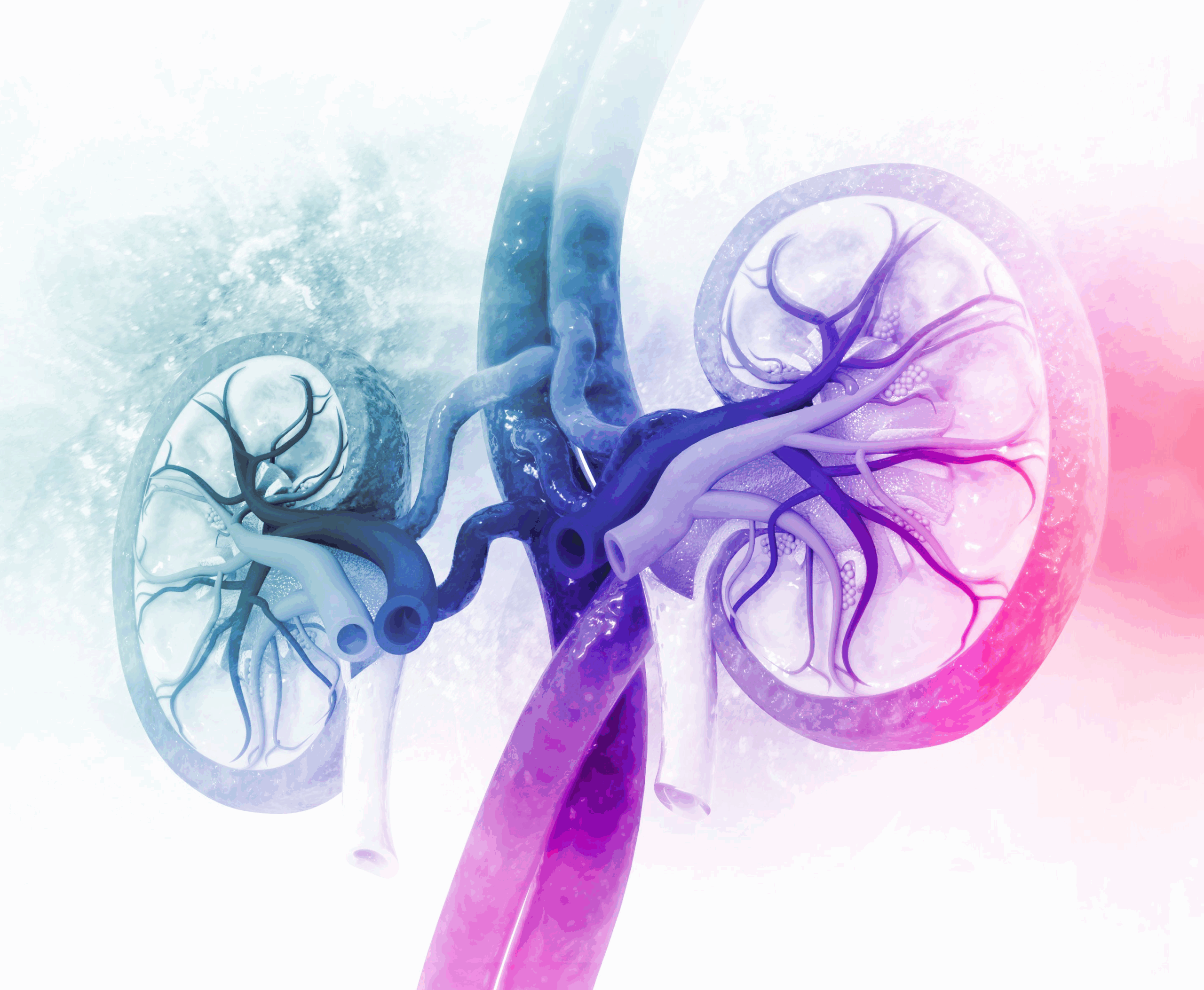 Image of The Kidneys